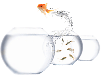 Fish fish jumping out of water